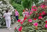 Kolorowo w Arboretum w Wojsławicach! Kiermasz ogrodniczy przyciągnął tłumy
