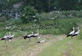 Odloty ptaków na zimowiska. W regionie łódzkim czajki i jerzyki odleciały, do drogi szykują się jaskółki i bociany