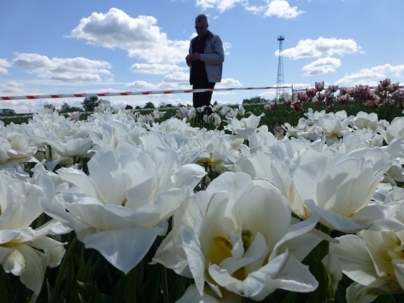 Tulipany na międzynarodowych targach w Chrzypsku Wielkim