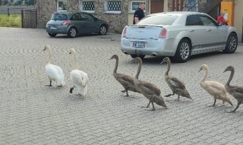 Niecodzienny widok mieli dzisiaj mieszkańcy Żar-Kunic. Głowna ulicą miasta spacerowała sobie rodzina łabędzi. Ptaki postanowiły pozwiedzać okolicę i na kilkadziesiąt minut zablokowały ulicę Grunwaldzką. Szczegóły w galerii >>>