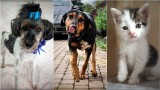 Psy i koty do adopcji w Jaśle. Zobacz, jakie zwierzaki czekają u tymczasowych opiekunów [10.08]