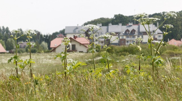 Barszcz Sosnowskiego to roślina, która jest szczególnie groźna dla naszego zdrowia, a nawet i życia. Po kontakcie z tą rośliną i wystąpieniu objawów powinniśmy niezwłocznie zgłosić się do lekarza.