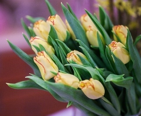 Nowe odmiany tulipanów cieszą się powodzeniem wśród...