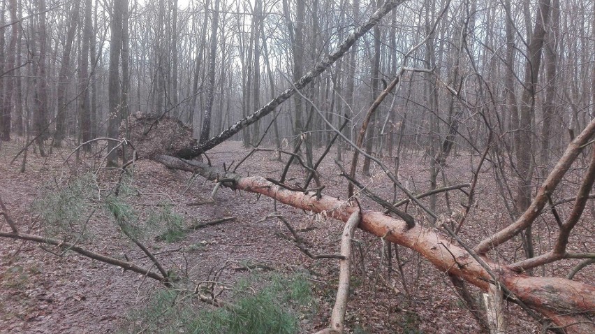 Wichura powaliła drzewa w popularnym parku leśnym pod Krosnem. Trwa porządkowanie "Dębiny" [ZDJĘCIA]