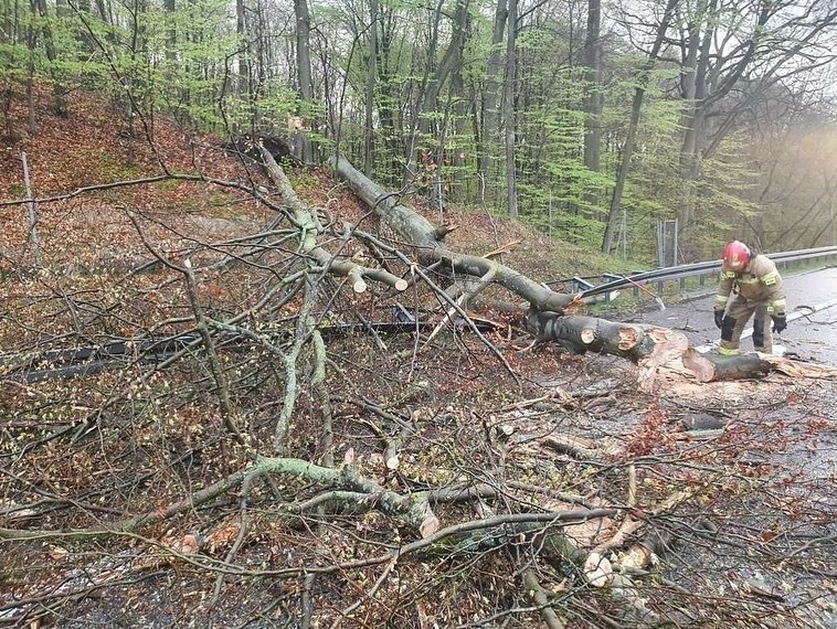 Wichura w Szczecinie. Drzewo spadło na samochód osobowy w okolicy Podjuch - 4.05.2021