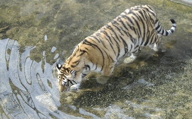 Tygrysy szukają ochłody w basenie.