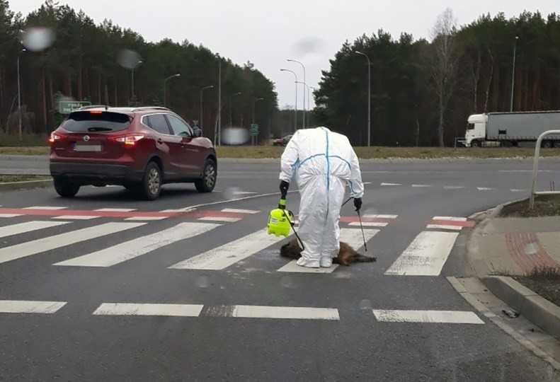 Dzik został potrącony w środę, 12 lutego, na rondzie Ireny...