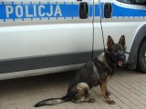 Iryd, półtoraroczny owczarek niemiecki, wstąpił do policji [ZDJĘCIA]