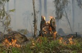 Świętoszów. Pożar na wojskowym poligonie. Pali się 6- 10 hektarów obszaru leśnego