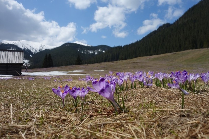 Wiosna w Tatrach. Morze krokusów w Dolinie Chochołowskiej [ZDJĘCIA]