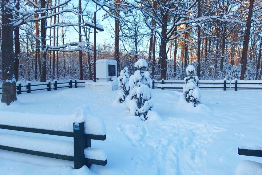 Piękne zimowe widoki w starachowickich lasach. Zobacz zdjęcia