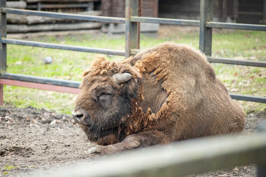 Akcent Zoo w Białymstoku