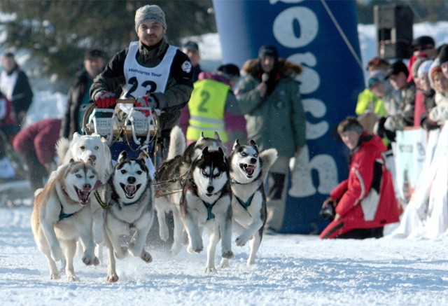 13-01-2008 szklarska poreba na polanie jakuszyckiej przez caly tydzien rozgrywany byl puchar polski i europy husgvarna tour 2008 husgvarna tour 2008, husky, malamut, psie zaprzegi, jakuszyce, polana jakuszycka, pies, narty, zaprzeg, psy rasy polnocnej, bieg, trasa gazeta wroclawska marcin oliva soto / polskapresse