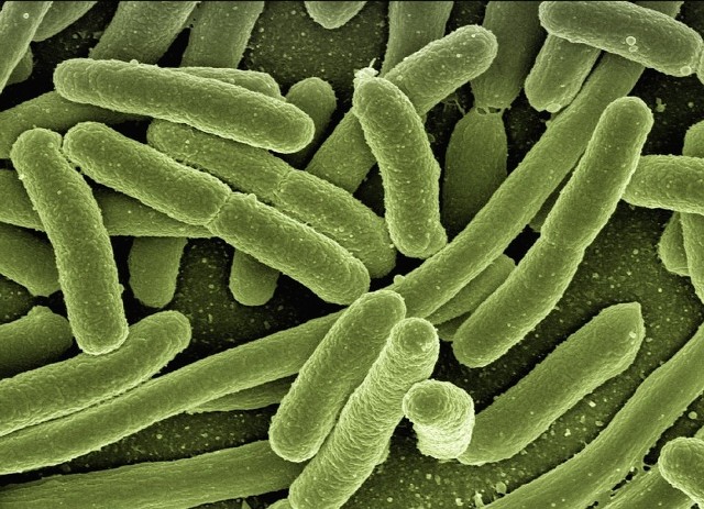 Enzym NDM-1 może występować również w bakteriach Escherichia coli.