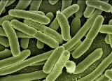 Superbakteria New Delhi coraz groźniejsza! Czeka nas epidemia? NDM-1 odnaleziono w Arktyce! [OBJAWY, JAK UNIKNĄĆ ZAKAŻENIA?]