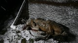 Wilk zastrzelony w pobliżu Olchowca w Beskidzie Niskim. Sprawę prowadzi policja