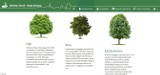 Miejska aplikacja „Posadź drzewo” skończyła rok. Jak dotąd udało się zrealizować 26 nasadzeń. Czy niektóre są wirtualne?