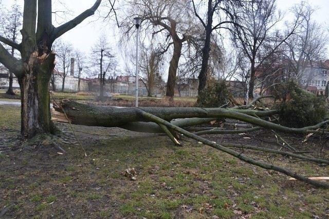 W zeszłym tygodniu w weekend silny wiatr nawiedził całą Polskę, powodując liczne utrudnienia i straty. W samej Wielkopolsce w niedzielę, 30 stycznia bez prądu było ponad 80 tys. odbiorców, a strażacy interweniowali ponad 2 tys. razy. 