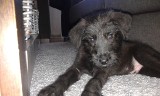 Pies znaleziony na ulicy Konwaliowej w Bytowie 