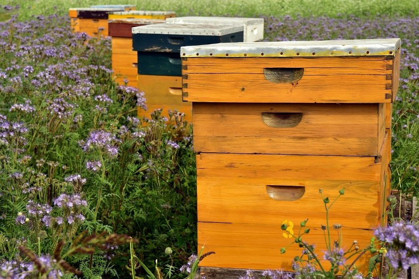 Pszczoły zapylają większość roślin uprawnych na świecie, ich...