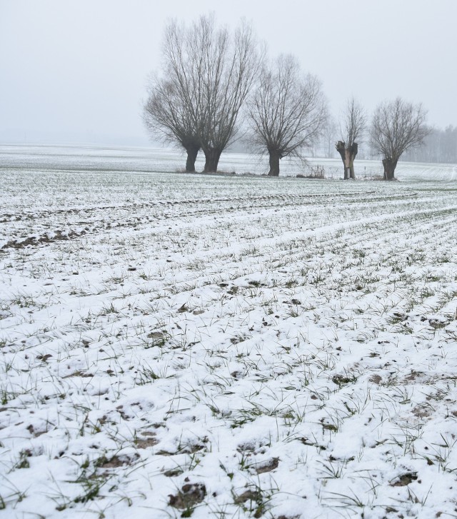 Śnieg na polach to w ostatnich latach dość rzadki widok