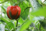 Kiedy siać paprykę, by latem dała dorodne owoce? Poznaj wskazówki, dzięki którym obrodzi w ogródku, na działce lub balkonie