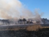 Kolejne pożary lasów i nieużytków w Radomiu i powiecie. Strażacy wyjeżdżali w ciągu doby ponad 20 razy. Spłonęło ponad 10 hektarów