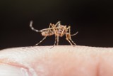 Denga i żółta febra w Europie? Rośnie ryzyko chorób wirusowych przenoszonych przez komary. Niektóre z nich mogą być niebezpieczne