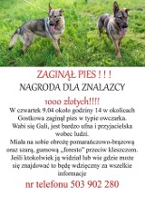 Zaginął owczarek. Jest nagroda dla znalazcy Gali. Właściciel prosi o pomoc (zdjęcia)