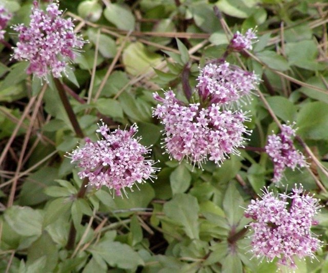 Valeriana arizonica.