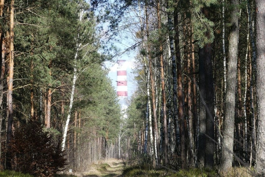 Sąsiadujące z Elektrownią Kozienice lasy leśnictwa Chinów....