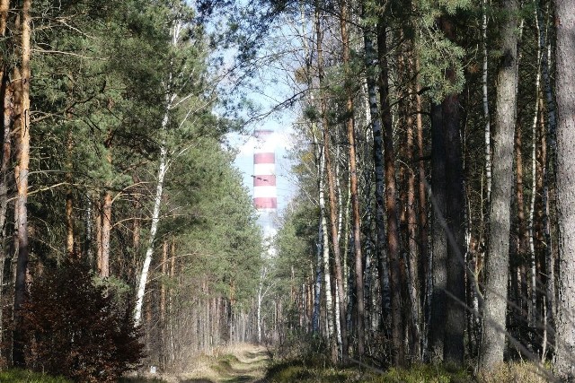 Sąsiadujące z Elektrownią Kozienice lasy leśnictwa Chinów. To właśnie tu miały pojawić się wilki.