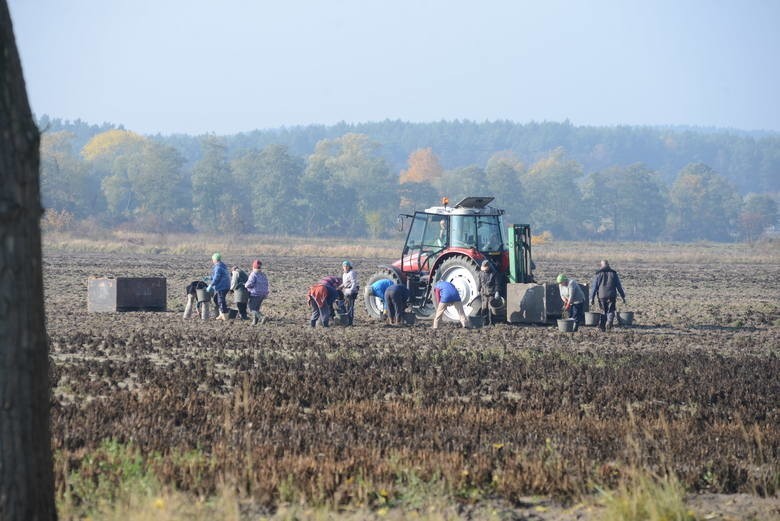 Składki KRUS 2020. Rolnicy, mimo że są zwolnieni z płacenia składek KRUS za drugi kwartał, nadal dostają nakazy płatnicze. Dlaczego?