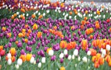 Piękne tulipany na Plantach [ZDJĘCIA]