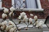 Magnolia: niezwykły kwiat