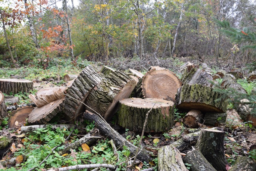 W katowickim Wełnowcu pod topór poszło 50 drzew