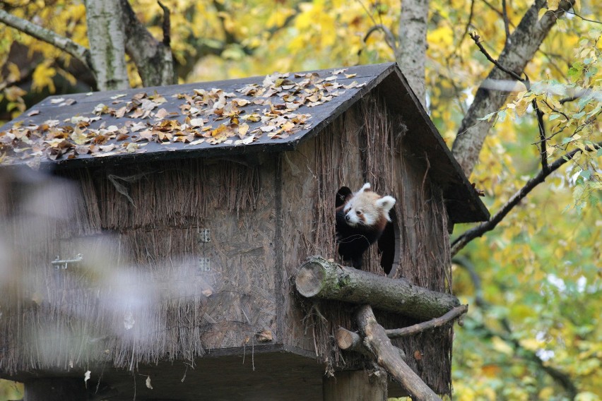 Dwie pandy rude urodziły się w opolskim zoo.