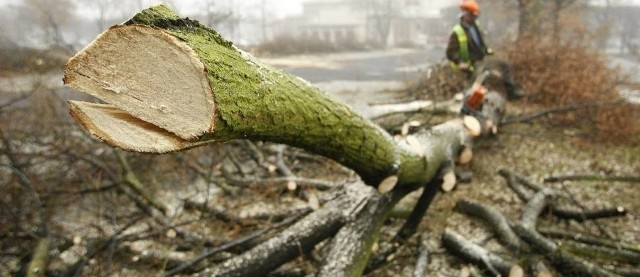 Tragedia podczas wycinki drzew we Włocławku. Zginął drwal. Drugi mężczyzna trafił do szpitala.