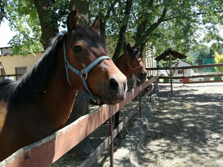 Klub Gaja zachęca bielszczan do ratowania koni