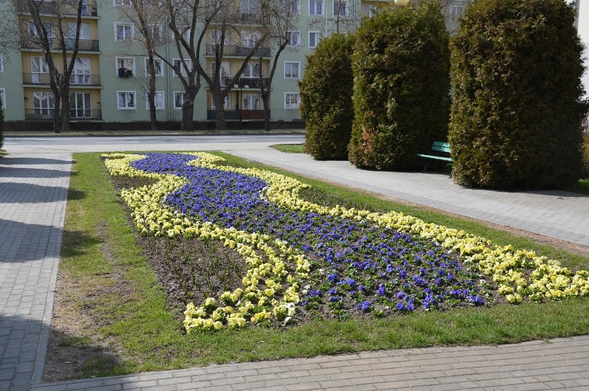 Stalowa Wola. Barwne wiosenne kobierce z kwitnących bratków w całym mieście [ZDJĘCIA]