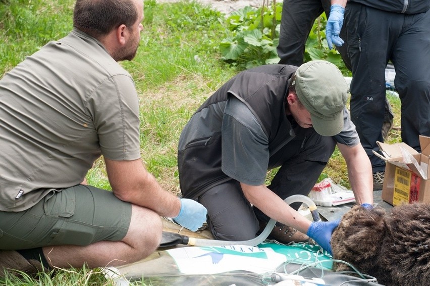 Ciężko rannego niedźwiedzia Eryka uśpili pracownicy TPN-u.
