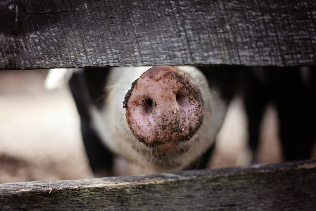 Na krajowym rynku połowa wieprzowiny pochodzi z zagranicy. Prosiaki są dostarczane z Danii czy z Holandii, a - kiedy rolnik dostarczy wyrośnięte już tuczniki - może liczyć na zapłatę. Wszystko jest w rękach zagranicznych gigantów.