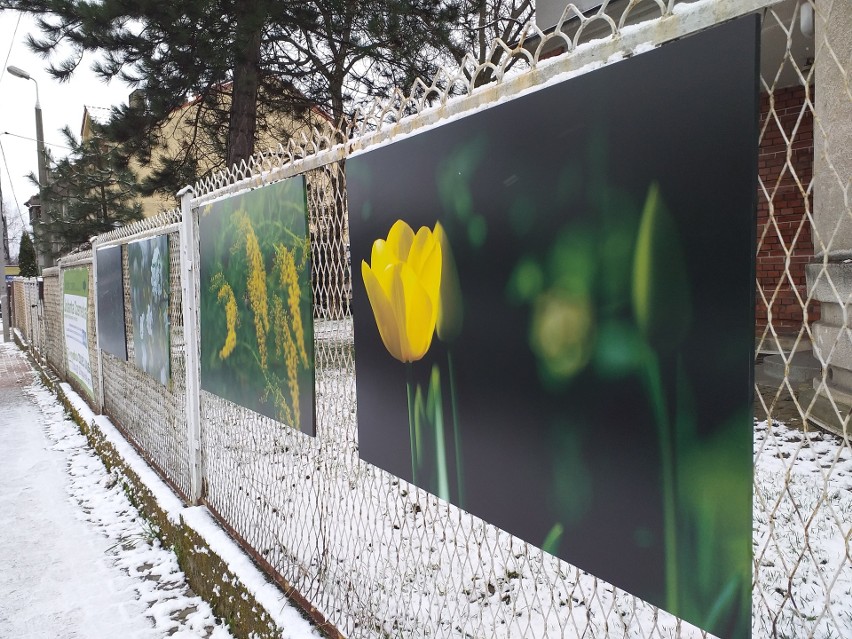 Zdjęcia wiszą na ogrodzeniu posesji przy ul. Słowackiego...