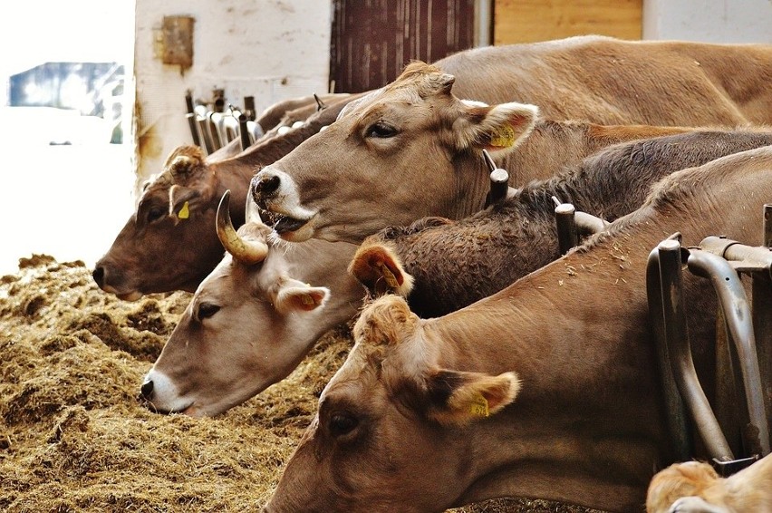 Za mniejszą produkcję mleka, pomoc. Zdecydowało się na to 52 tys. rolników z UE