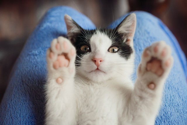 Koty, podobnie jak psy, mogą być zwierzęcymi terapeutami. Felinoterapia to metoda zooterapii polegająca na kontakcie z mruczącym pupilem. Jakie skutki może przynieść? Sprawdź, na kolejnych slajdach.