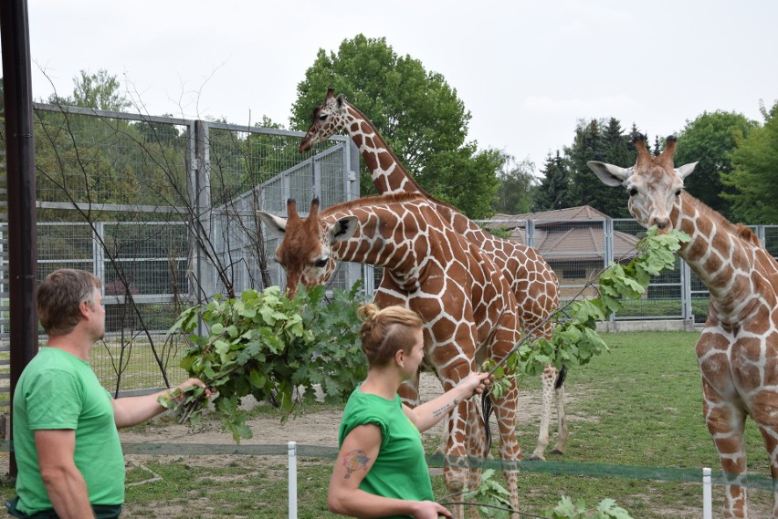 Pierwsze urodziny Luny w śląskim zoo