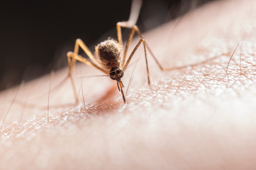 Gorzów rezygnuje z oprysków przeciwko komarom i meszkom.