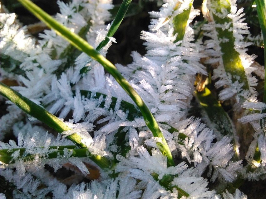 Natura rzeźbi mrozem w uprawach [zdjęcia]