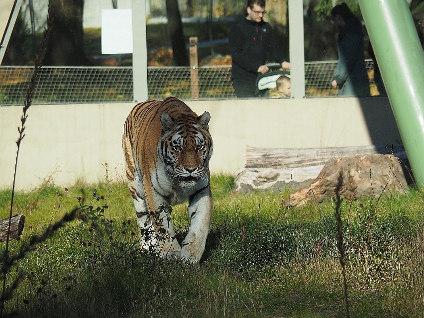 Zjawy, duchy i potwory w łódzkim ZOO. Skąd się tam wzięły?