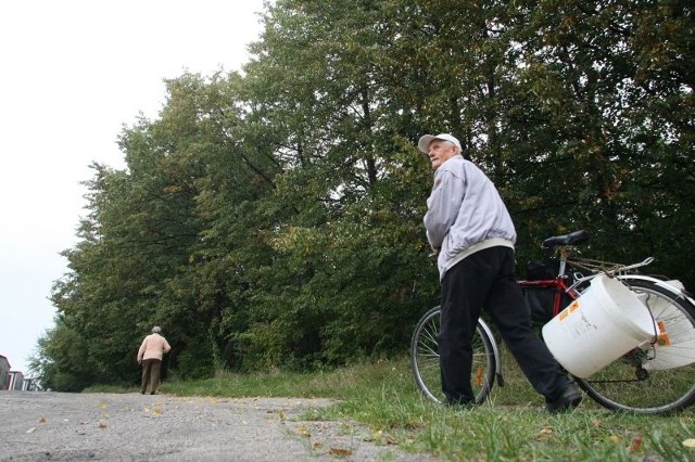 O zachowanie szpaleru drzew walczą mieszkańcy domków jednorodzinnych, ale lokatorzy bloków woleliby, aby je wycięto.